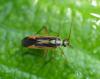 Stenotus binotatus